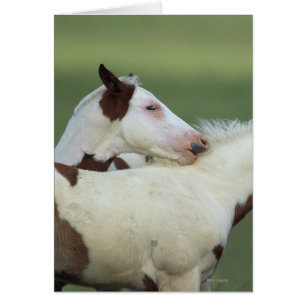 Paint Foals Playing