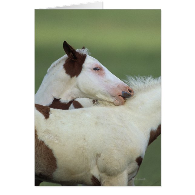 Paint Foals Playing (Vorne)