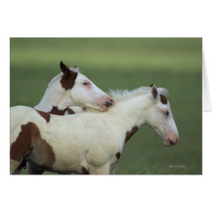 Paint Foals Playing