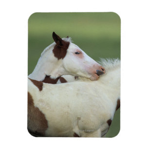 Paint Foals Playing Magnet