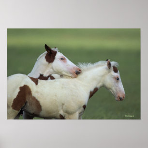 Paint Foals Playing Poster
