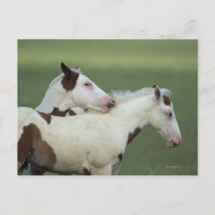 Paint Foals Playing Postkarte