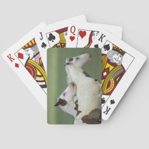 Paint Foals Playing Spielkarten