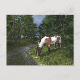Paint Horse by Forest Stream Postkarte