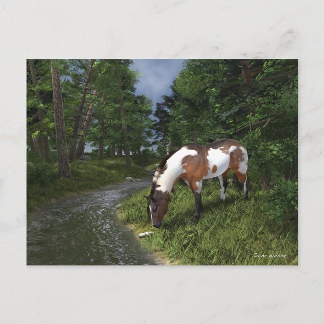 Paint Horse by Forest Stream Postkarte (Vorderseite)