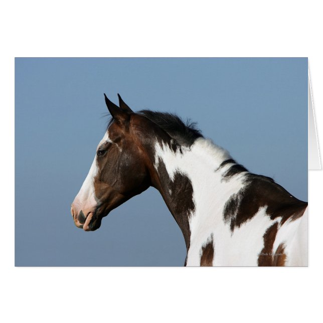 Paint Horse Headshot 1 (Vorderseite (Horizontal))