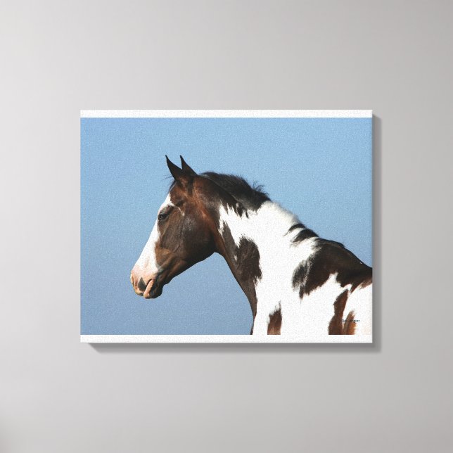Paint Horse Headshot 1 Leinwanddruck (Vorderseite)