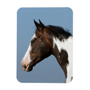 Paint Horse Headshot 1 Magnet