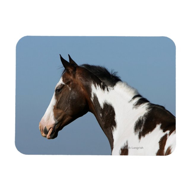 Paint Horse Headshot 1 Magnet (Horizontal)