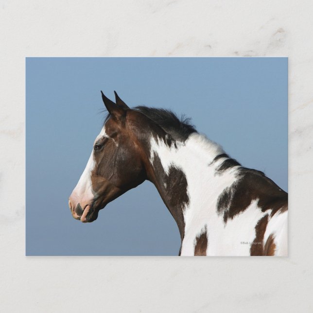 Paint Horse Headshot 1 Postkarte (Vorderseite)