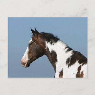 Paint Horse Headshot 1 Postkarte