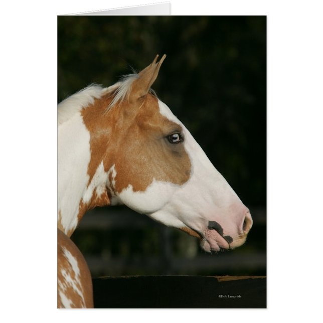 Paint Horse Headshot 2 (Vorne)