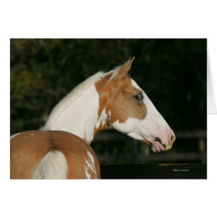 Paint Horse Headshot 2