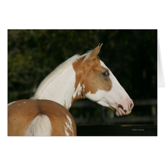 Paint Horse Headshot 2 (Vorderseite (Horizontal))