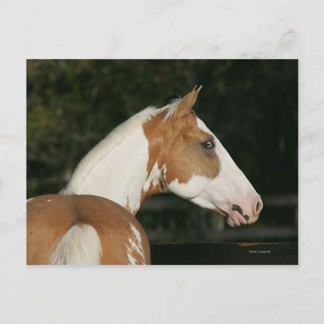 Paint Horse Headshot 2 Postkarte (Vorderseite)