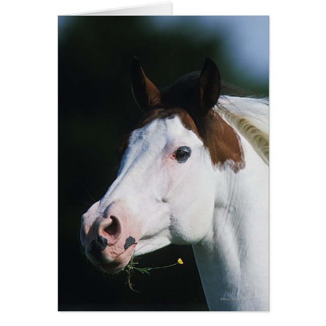 Paint Horse Headshot 3 (Vorne)