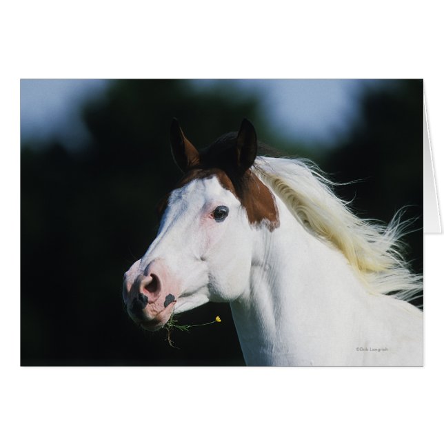 Paint Horse Headshot 3 (Vorderseite (Horizontal))