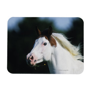 Paint Horse Headshot 3 Magnet
