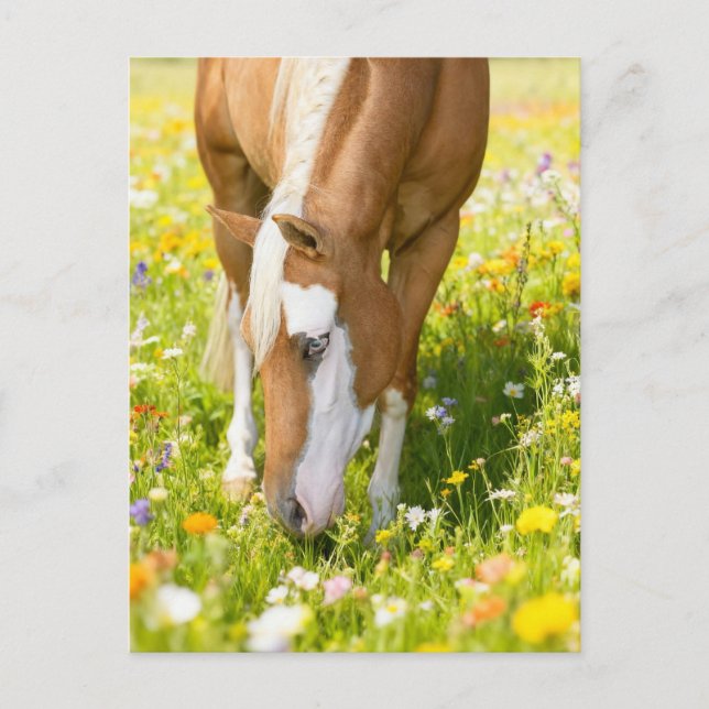 Paint horse in the wildflower meadow  postkarte (Vorderseite)