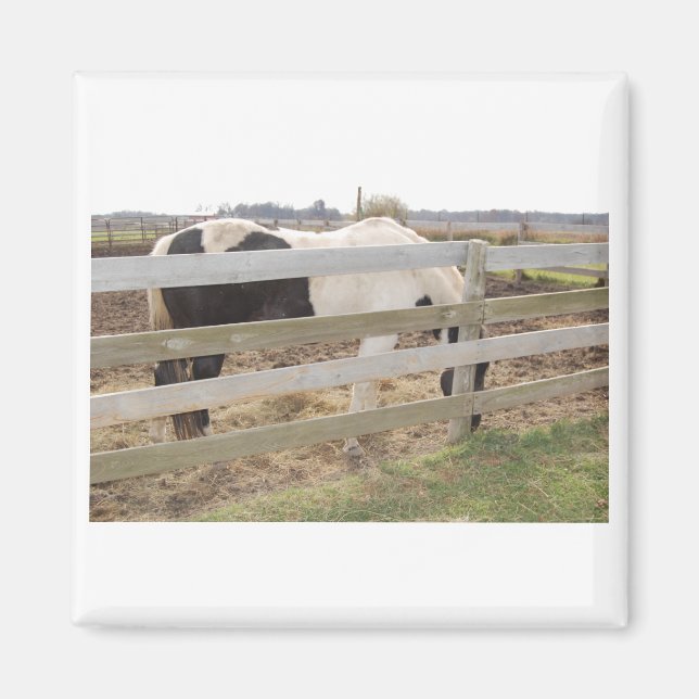 Paint Horse/Pinto Magnet (Vorne)