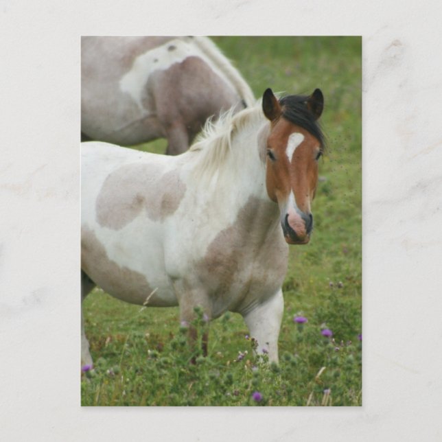 Paint Horse Postcard geklickt Postkarte (Vorderseite)