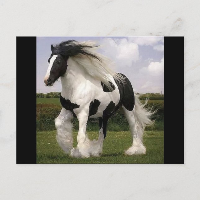 Paint Horse Postcard Postkarte (Vorderseite)