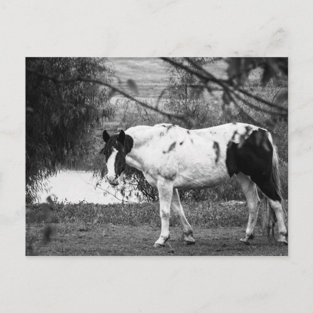 Paint Horse Postkarte (Vorderseite)