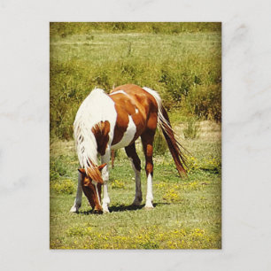 Paint Horse Postkarte