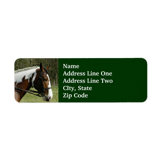 Paint Horse Profile, mit Bridle Green Pasta (Vorne)