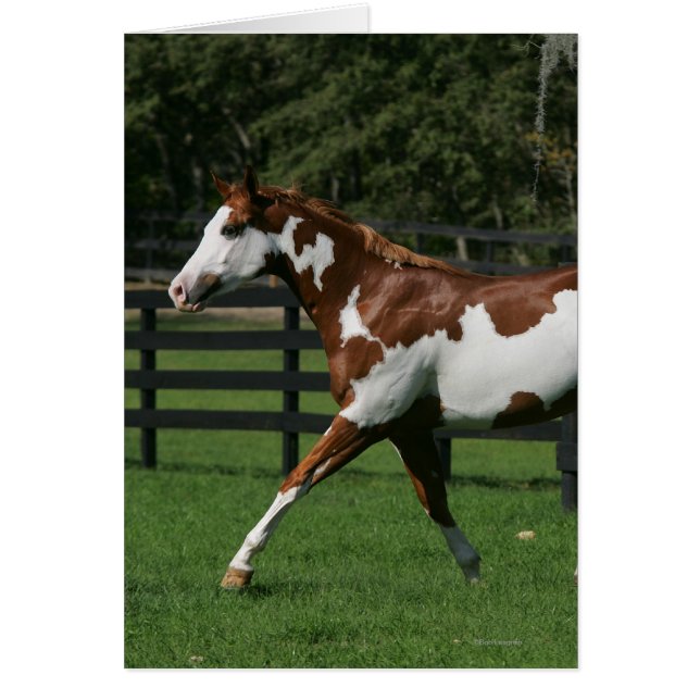 Paint Horse Running 1 (Vorne)
