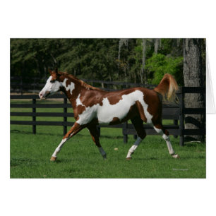 Paint Horse Running 1