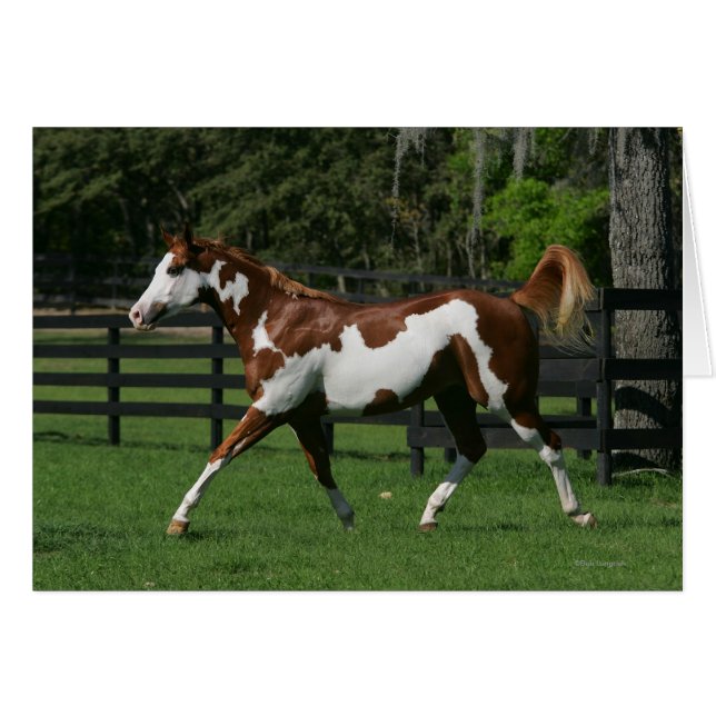 Paint Horse Running 1 (Vorderseite (Horizontal))