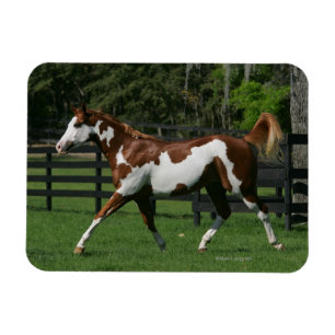 Paint Horse Running 1 Magnet