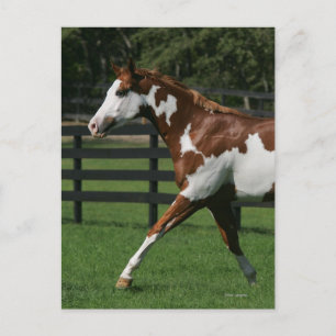Paint Horse Running 1 Postkarte