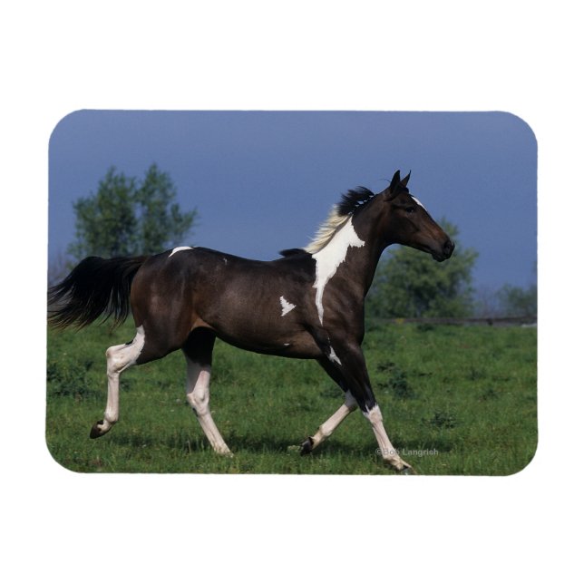 Paint Horse Running 2 Magnet (Horizontal)