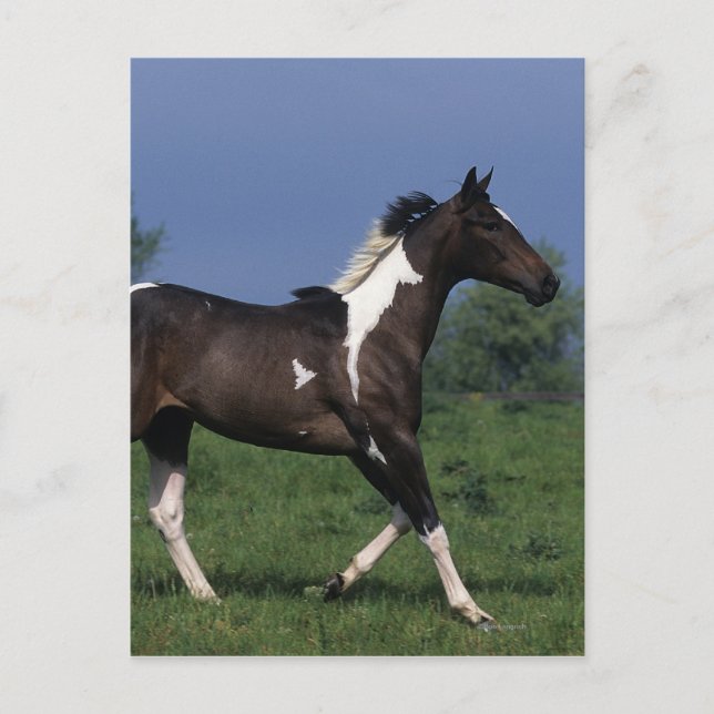 Paint Horse Running 2 Postkarte (Vorderseite)