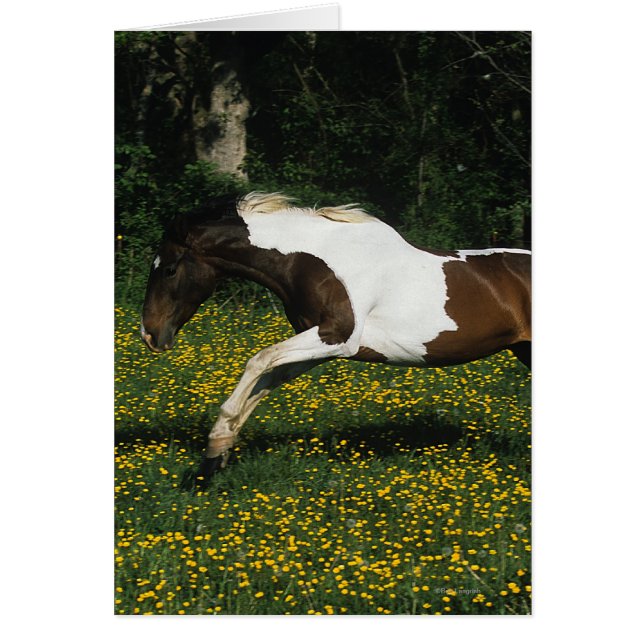 Paint Horse Running in Field of Blume (Vorne)