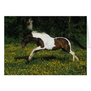 Paint Horse Running in Field of Blume