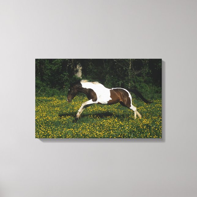 Paint Horse Running in Field of Blume Leinwanddruck (Vorderseite)