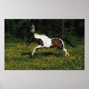 Paint Horse Running in Field of Blume Poster