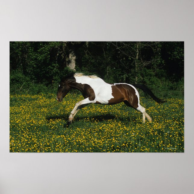 Paint Horse Running in Field of Blume Poster (Vorne)