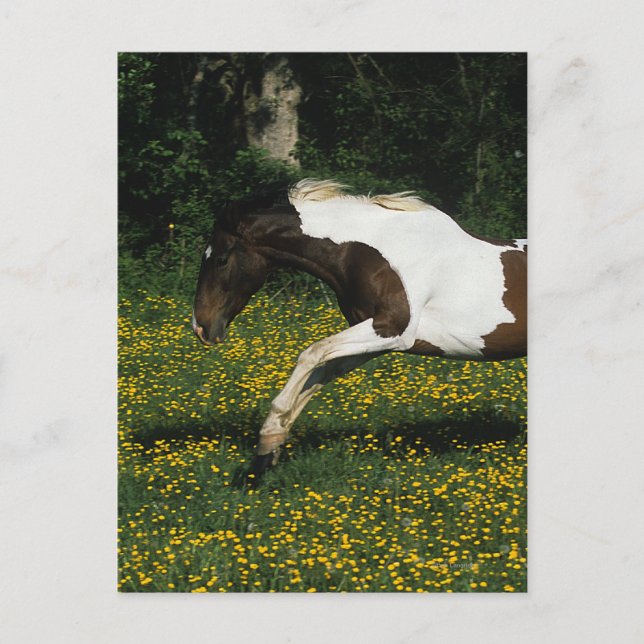 Paint Horse Running in Field of Blume Postkarte (Vorderseite)
