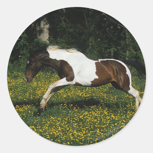 Paint Horse Running in Field of Blume Runder Aufkleber (Vorderseite)