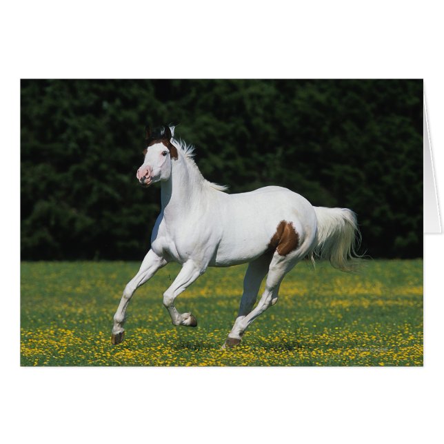 Paint Horse Running in Grassy Field (Vorderseite (Horizontal))