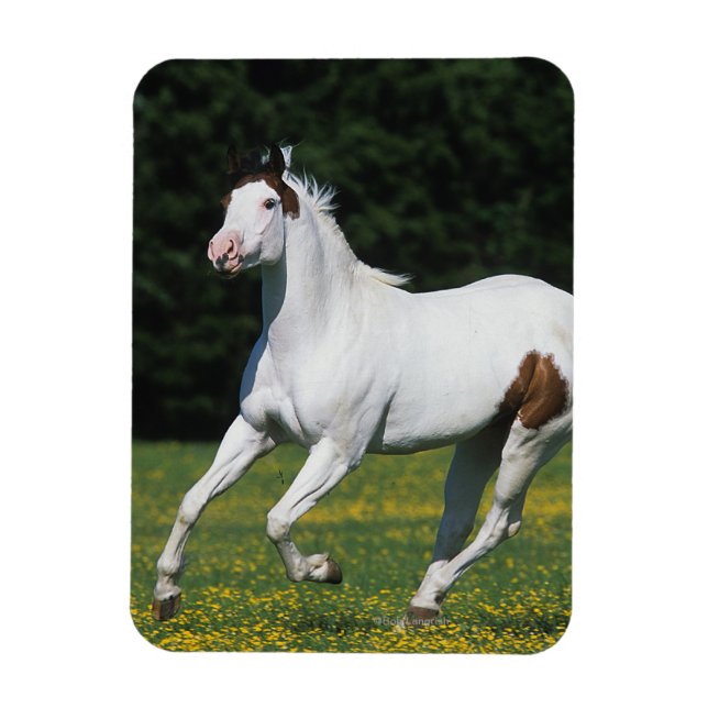Paint Horse Running in Grassy Field Magnet (Vertikal)