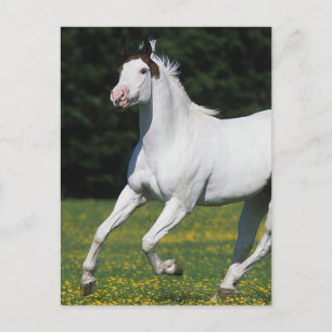 Paint Horse Running in Grassy Field Postkarte