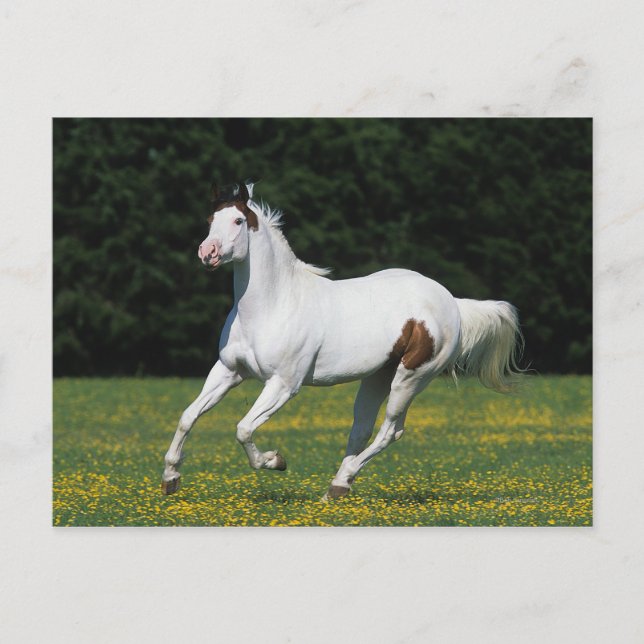 Paint Horse Running in Grassy Field Postkarte (Vorderseite)