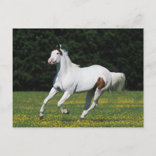 Paint Horse Running in Grassy Field Postkarte