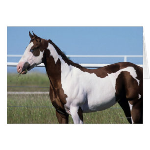 Paint Horse Stehend