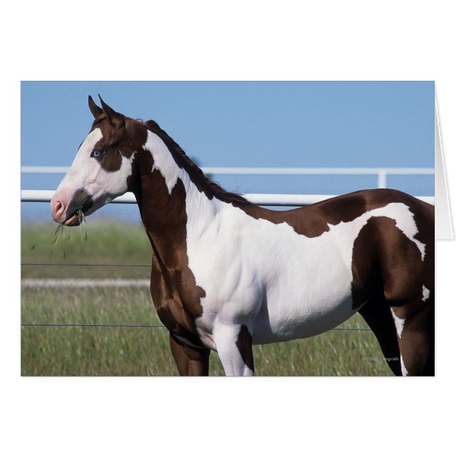 Paint Horse Stehend (Vorderseite (Horizontal))